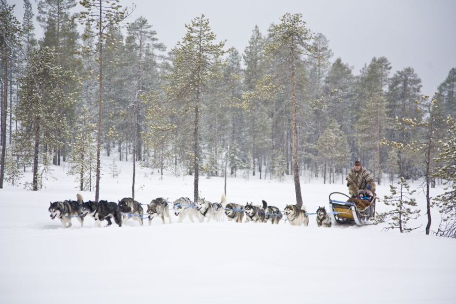 Rovaniemi: Husky & Reindeer Experience with Snowmobile Ride - The 1-hour Snowmobile Ride Through Arctic Circle forests