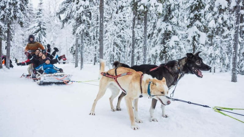 Rovaniemi: Husky & Reindeer Experience with Snowmobile Ride - Reindeer Farm Stop: 500-meter sledge ride and real herding talk