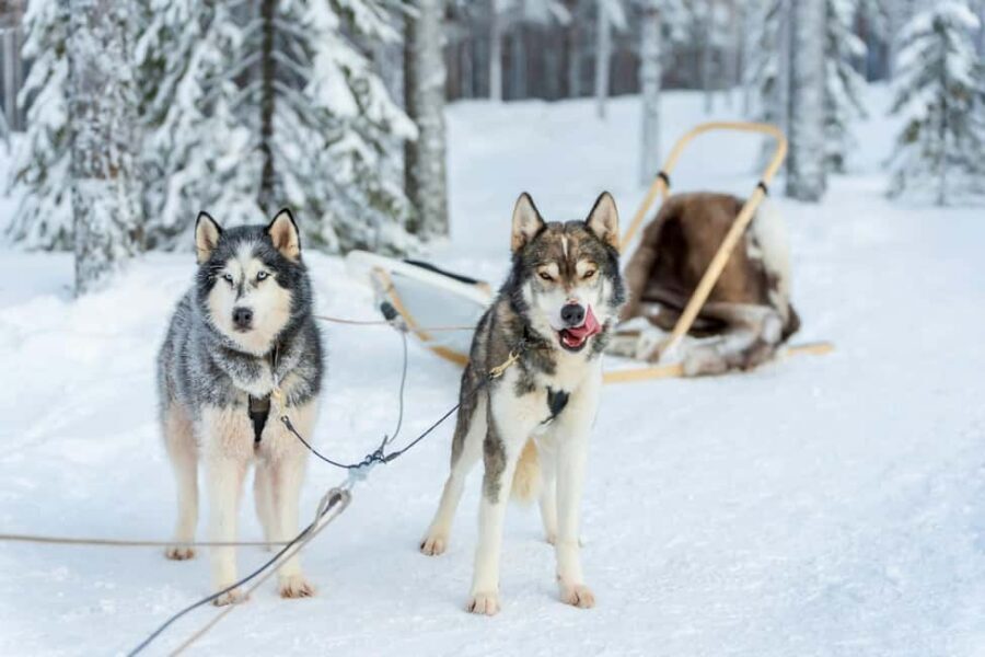 Rovaniemi: Husky Safari & Campfire BBQ – 6‑10 km Self‑Drive - Key highlights to know before you go