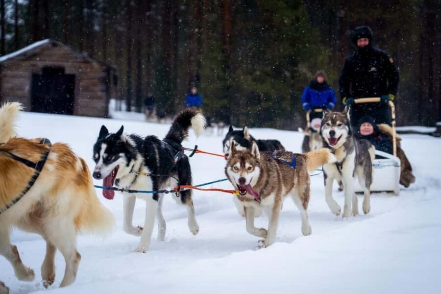 Rovaniemi: Husky Safari & Campfire BBQ – 6‑10 km Self‑Drive - A Rovaniemi husky farm day that stays personal
