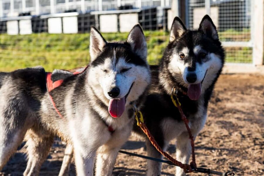 Rovaniemi: Husky Safari & Campfire BBQ – 6‑10 km Self‑Drive - Your 6–10 km self-drive: what the mushing feels like
