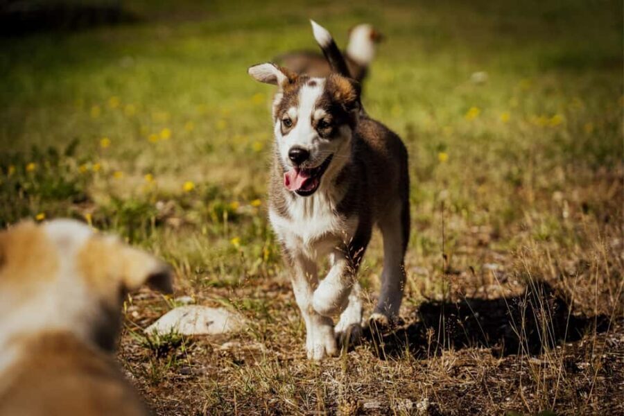 Rovaniemi: Husky Safari & Campfire BBQ – 6‑10 km Self‑Drive - Wildlife spotting in summer and autumn Lapland (reindeer and elk)
