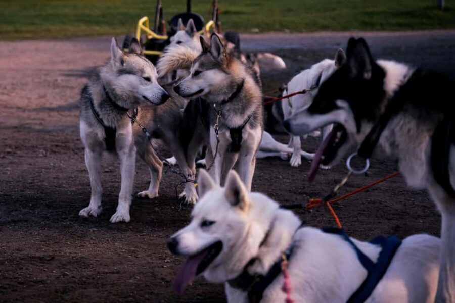 Rovaniemi: Husky Safari & Campfire BBQ – 6‑10 km Self‑Drive - What to bring (and what the rules mean for your day)