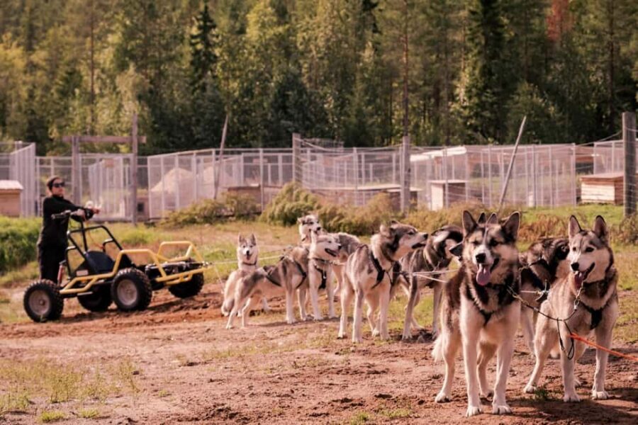 Rovaniemi: Husky Safari & Campfire BBQ – 6‑10 km Self‑Drive - Who this husky safari fits best