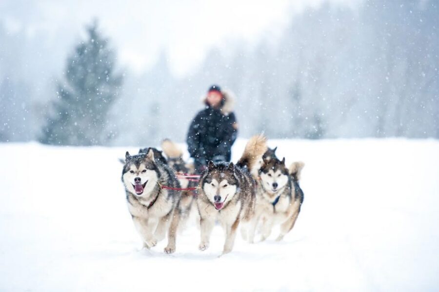 Rovaniemi: Husky Safari on a Snowy Trail - Key Points You’ll Actually Care About