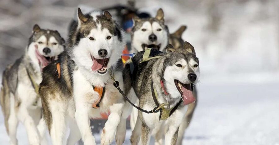 Rovaniemi: Husky Safari on a Snowy Trail - Entering Lapland: What This Husky Safari Feels Like