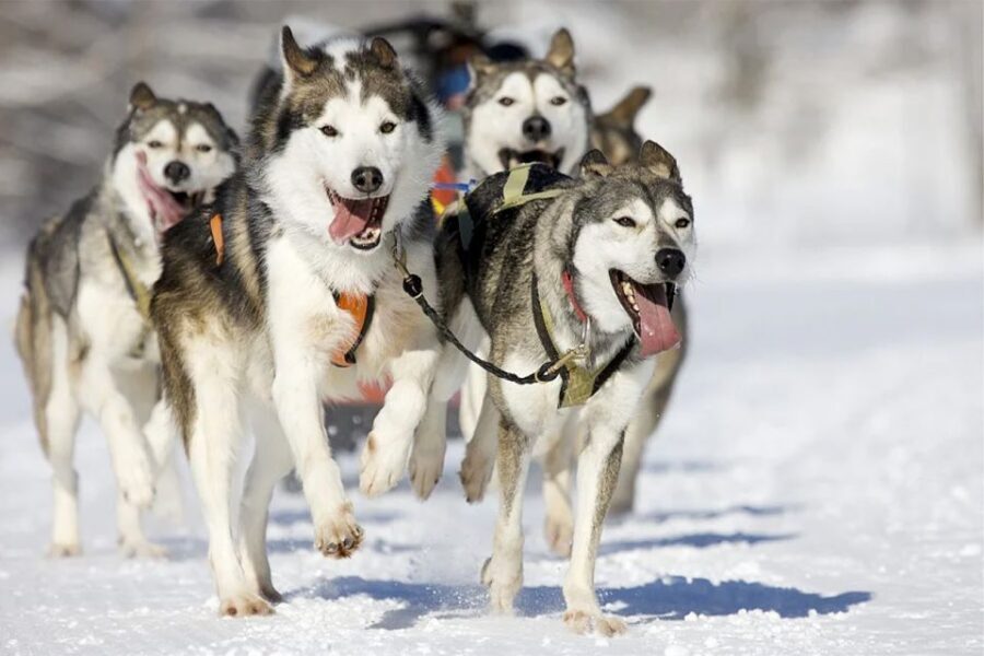 Rovaniemi: Husky Safari on a Snowy Trail - Pickup to Husky Farm: Quick Logistics That Set the Tone