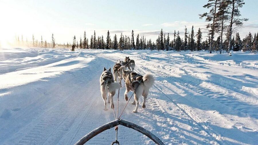 Rovaniemi: Husky Safari on a Snowy Trail - The Dog Sled Lesson: How You Become a Driver