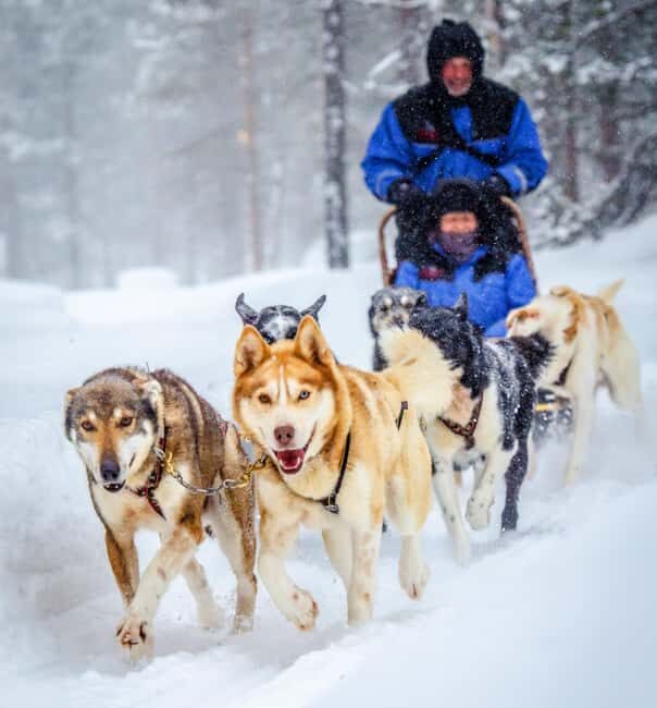 Rovaniemi: Husky Sled Ride and Farm Visit - Safety Rules, Then Up You Go
