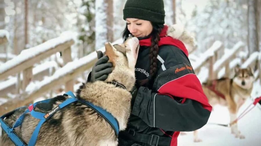 Rovaniemi: Husky Sled Ride and Farm Visit - Warm Hut Reset: Hot Drinks, Cookies, and a Cozy Stop