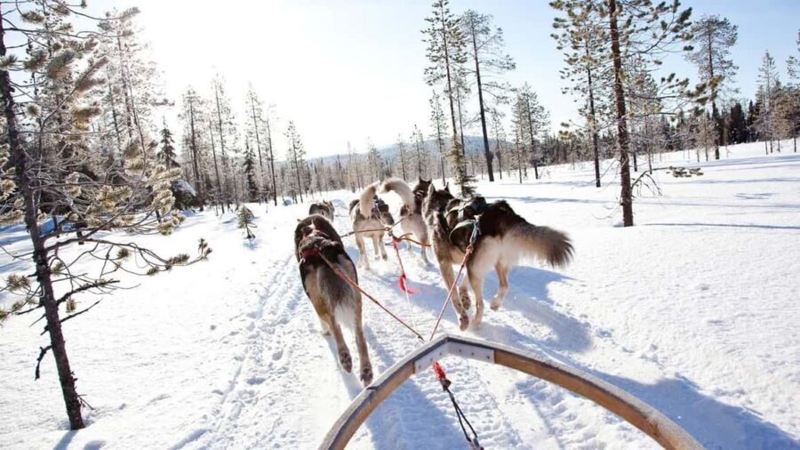 Rovaniemi: Husky Sled Ride and Farm Visit - Price and Value at About $117: What You’re Actually Paying For