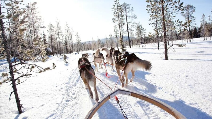 Rovaniemi: Husky Sled Ride with Hotel Transfer - Warm hut break: hot drink, cookies, and husky knowledge
