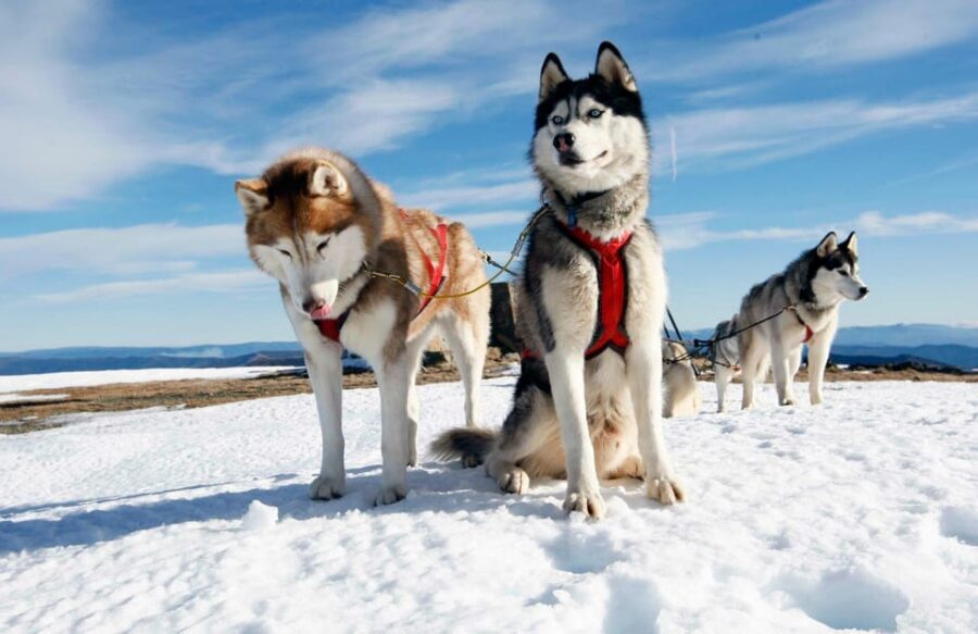 Rovaniemi: Husky Sled Ride with Hotel Transfer - Hotel pickup in central Rovaniemi: the easiest way into the snow