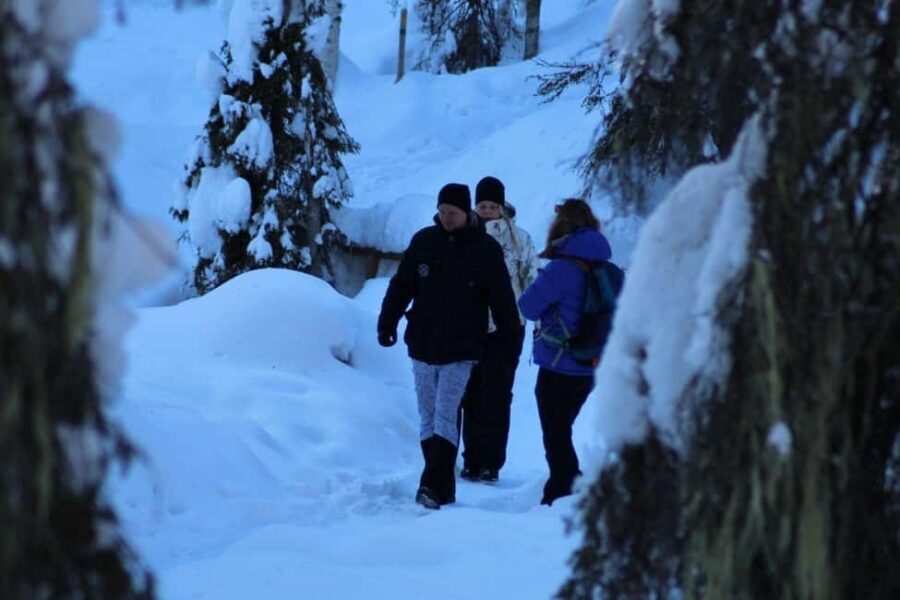 Rovaniemi: Korouoma Canyon and Frozen Waterfalls Tour - Wildlife spotting with a real guide: how to make nature watching work