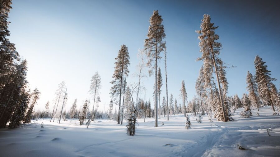Rovaniemi: Lapland Ski Trekking Safari - Value check: why $128 can make sense here