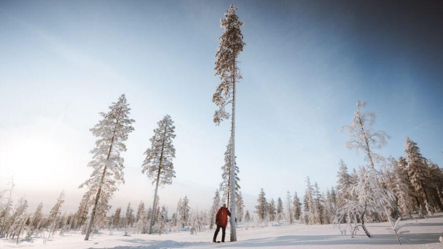 Rovaniemi: Lapland Ski Trekking Safari - How to get the most out of your snow day
