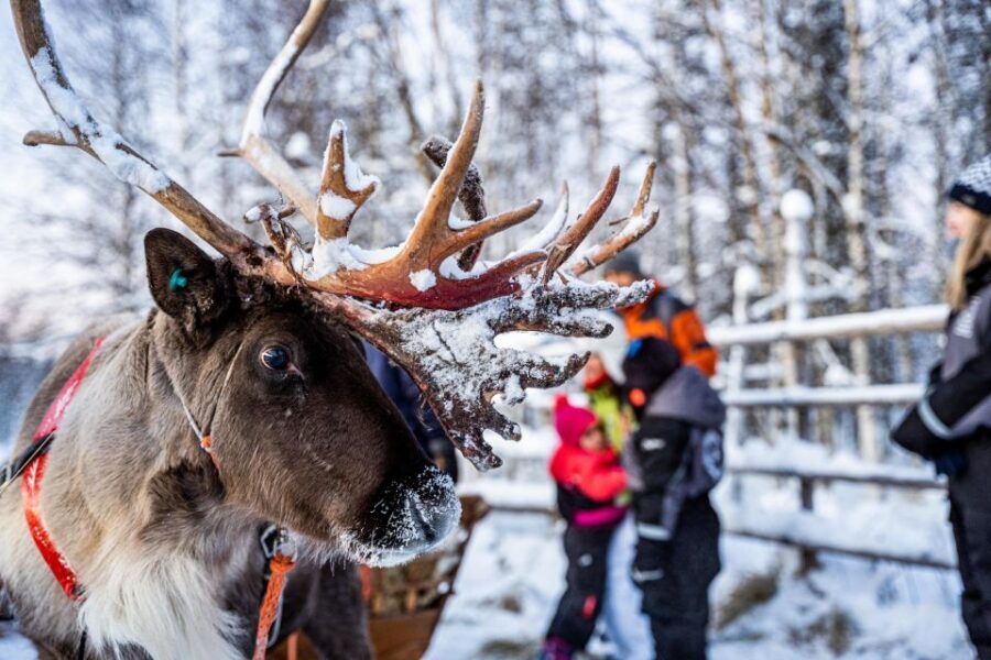 Rovaniemi: Local Reindeer Farm Visit with Sleigh Ride - Key Highlights You’ll Care About