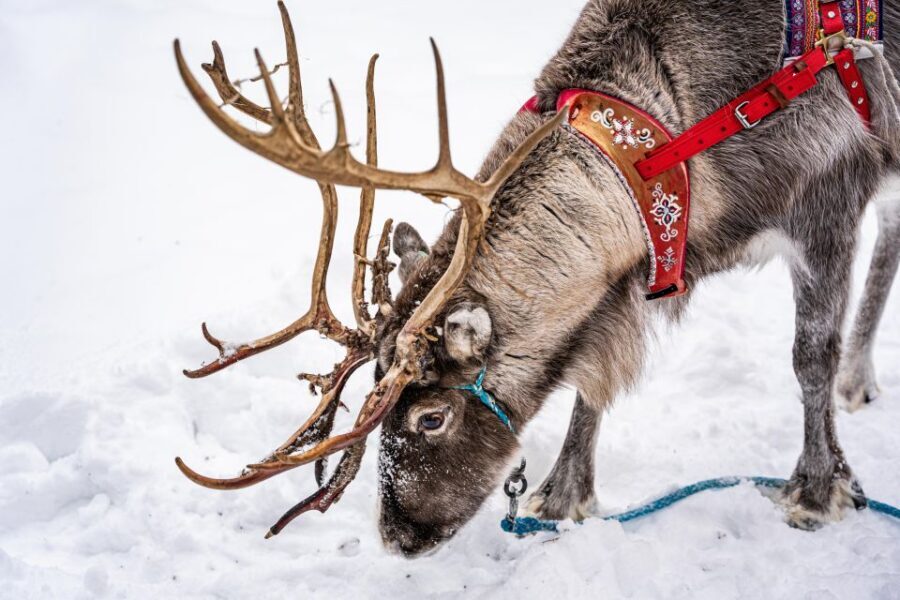 Rovaniemi: Local Reindeer Farm Visit with Sleigh Ride - Why This Reindeer Farm Trip Feels More Like Lapland Than a Theme Park