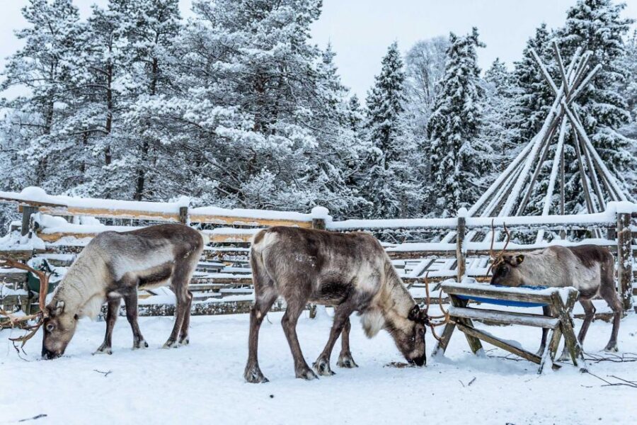 Rovaniemi: Local Reindeer Farm Visit with Sleigh Ride - Warm-Up in a Traditional Kota: Snacks and Hot Drinks Before You Step Outside