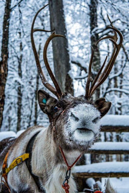 Rovaniemi: Local Reindeer Farm Visit with Sleigh Ride - Meet the Reindeer and Learn Herding Facts (The Part That Makes It Stick)