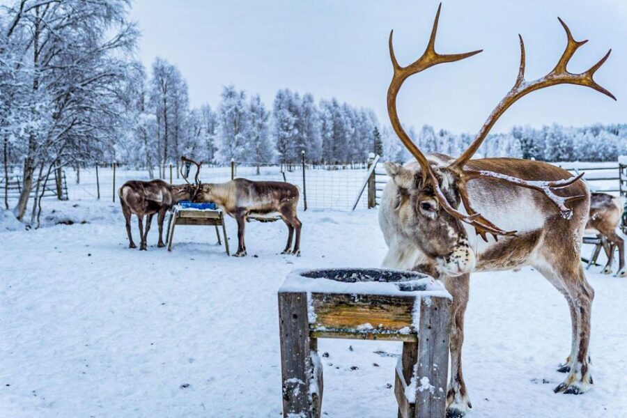 Rovaniemi: Local Reindeer Farm Visit with Sleigh Ride - Who This Reindeer Farm Tour Suits Best
