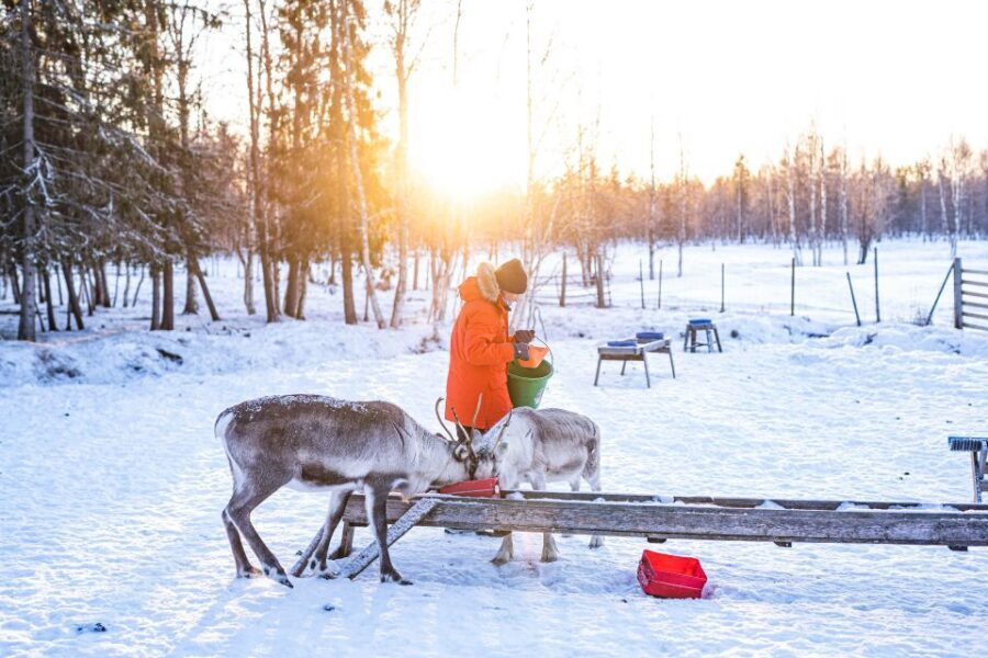 Rovaniemi: Local Reindeer Farm Visit with Sleigh Ride - Getting There: Minibus Pickup and the 35-Minute Drive That Sets the Tone