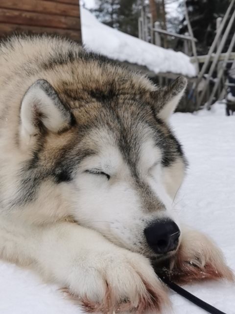 Rovaniemi: Meet Santa Claus, Reindeer Sleigh Ride & Huskies - Who This Tour Fits Best (and Who Should Skip It)