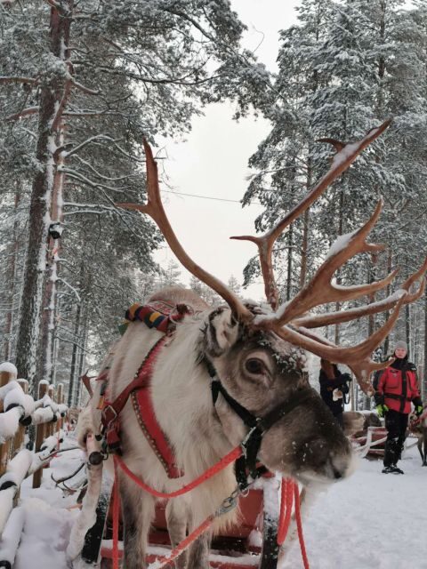 Rovaniemi: Meet Santa Claus, Reindeer Sleigh Ride & Huskies - 500-Meter Husky Sleigh Ride: Fast, Fun, and Very Aligned With the Day’s Timing