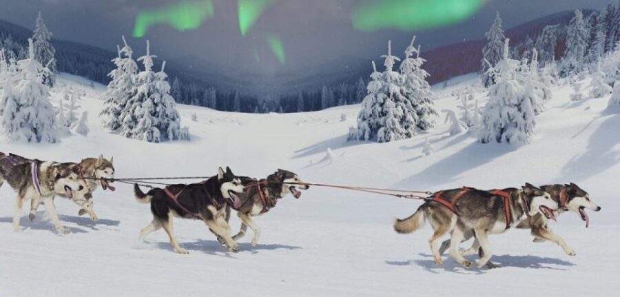 Rovaniemi: Northern Lights and Husky Sleigh Ride - Northern Lights searching by car: what you do when clouds roll in