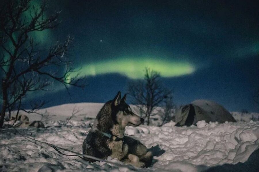 Rovaniemi: Northern Lights and Husky Sleigh Ride - Should you book this husky and Northern Lights tour?