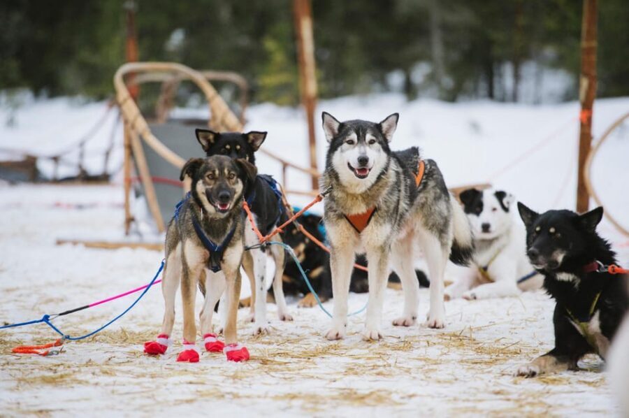 Rovaniemi: One Hour Husky Experience - Key highlights at a glance