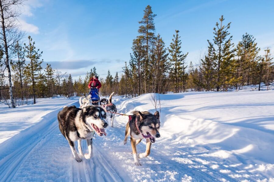 Rovaniemi: One Hour Husky Experience - Getting From Central Rovaniemi to the Farm Without Stress