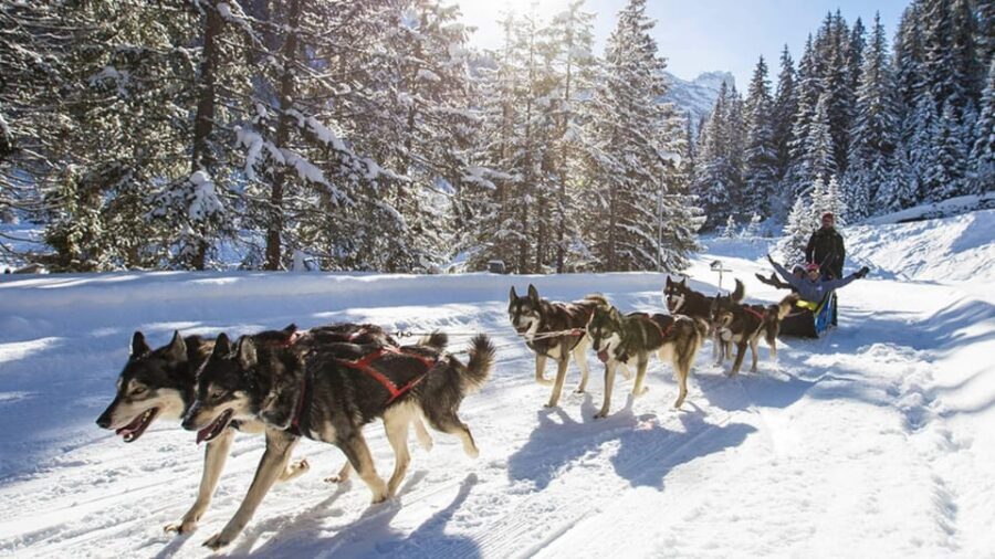 Rovaniemi: One Hour Husky Experience - After the Ride: Heated Hut, Hot Drinks, and Cookies