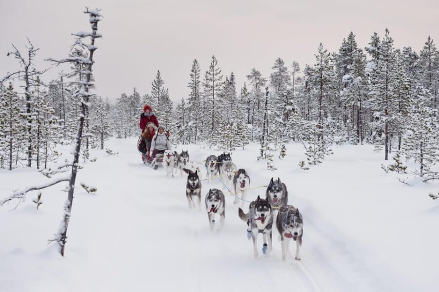 Rovaniemi: One Hour Husky Experience - Photo Time and Cuddles: How to Make It Worth the Camera Battery