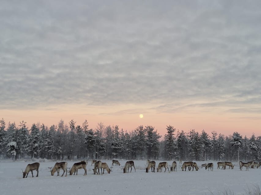 Rovaniemi: Private Reindeer Farm Visit and Walk-Along - Quick Hits