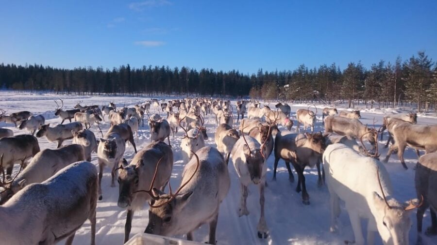 Rovaniemi: Private Reindeer Farm Visit and Walk-Along - The Unarin-Luusua Setting: Far Enough to Feel Real