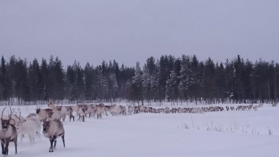 Rovaniemi: Private Reindeer Farm Visit and Walk-Along - The Snowmobile Sledge Ride: Where the Herd Turns Into Action