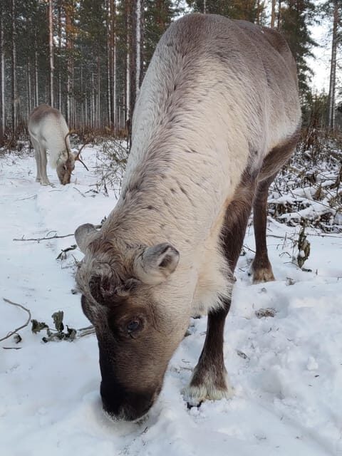 Rovaniemi: Private Reindeer Farm Visit and Walk-Along - Campfire in a Kota: Hot Berry Juice and Homemade Comfort