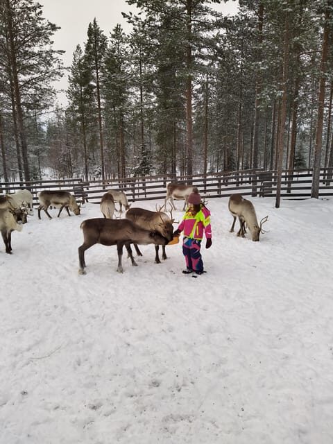 Rovaniemi: Private Reindeer Farm Visit and Walk-Along - Price and Value: When €165 Feels Like More Than a Ticket