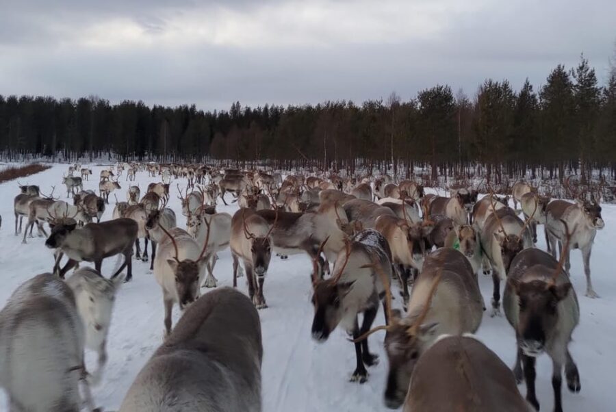 Rovaniemi: Private Reindeer Farm Visit and Walk-Along - Who This Is Best For (and Who Should Skip It)