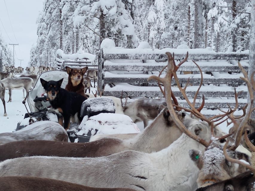 Rovaniemi: Private Reindeer Farm Visit and Walk-Along - Quick Practical Tips to Get the Most Out of Your Two Hours