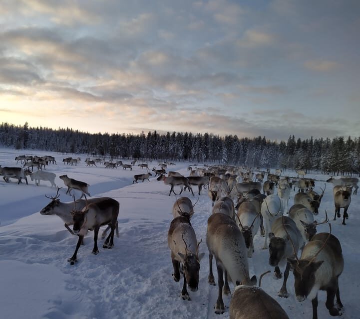 Rovaniemi: Private Reindeer Farm Visit and Walk-Along - Meeting the Herd: Feeding Lichen Up Close