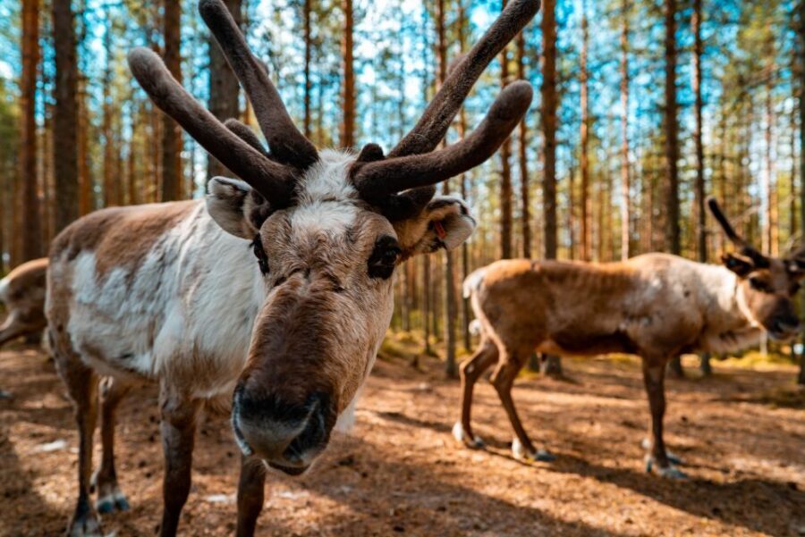 Rovaniemi: Quad Bike Safari, Reindeer & Husky Farm Visit - Getting from Rovaniemi office to the farms, without the stress