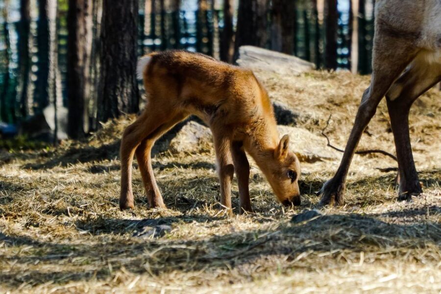 Rovaniemi: Quad Bike Safari, Reindeer & Husky Farm Visit - ATV ride setup: safety briefing, licensing rules, and twin driving