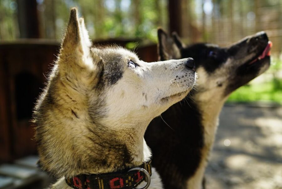 Rovaniemi: Quad Bike Safari, Reindeer & Husky Farm Visit - Husky and reindeer farm visit: petting, photos, and the practical side of breeding