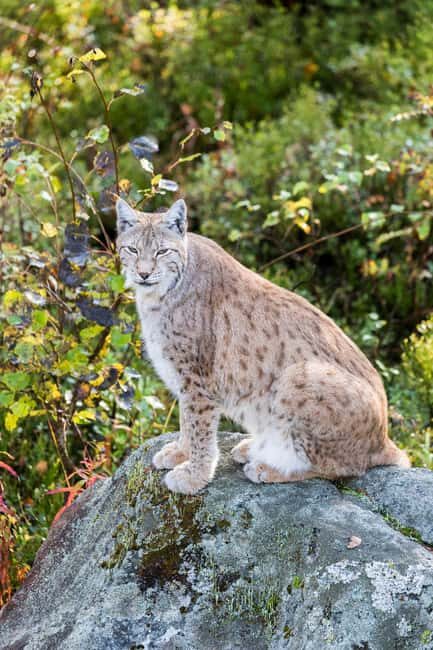 Rovaniemi: Ranua Wildlife Park Private Day Trip - Otters, Arctic foxes, and what the feeding sessions add