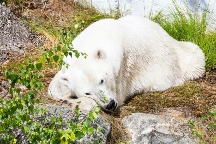 Rovaniemi: Ranua Wildlife Park Private Day Trip - Photo-friendly planning: getting shots in winter light