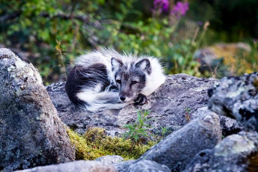 Rovaniemi: Ranua Wildlife Park Private Day Trip - What’s included: the value is in the total package