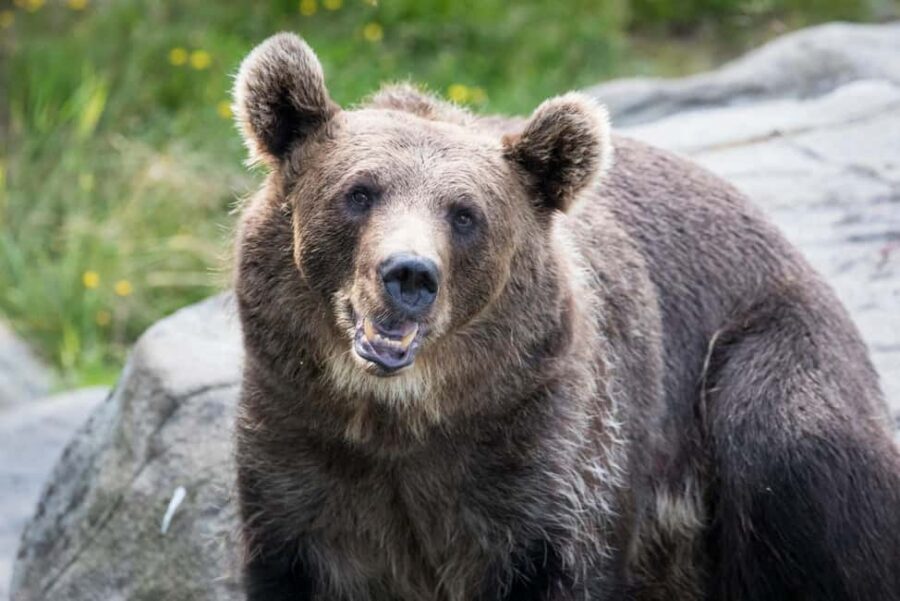 Rovaniemi: Ranua Wildlife Park Private Day Trip - The polar bear moment: worth planning around