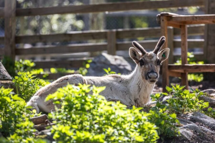 Rovaniemi: Ranua Zoo Entry Ticket w/ Walking Tour and Lunch - Who should book Ranua Zoo with transfer and lunch